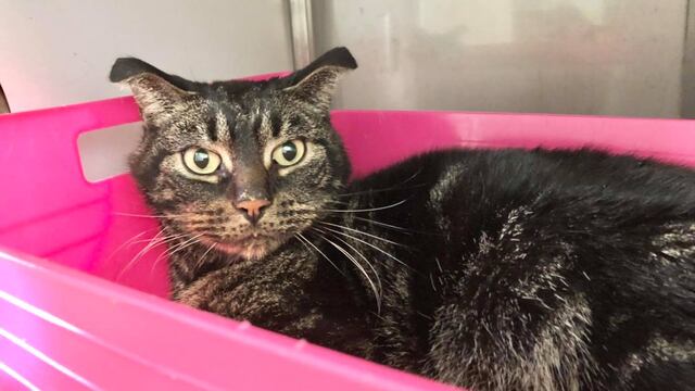 Gato abandonado por 52 días