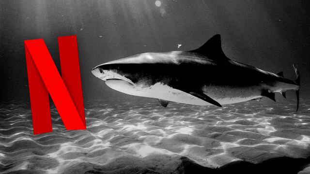 Tiburones atacaron a equipo de Netflix