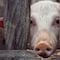 Nace cerdo con trompa de elefante