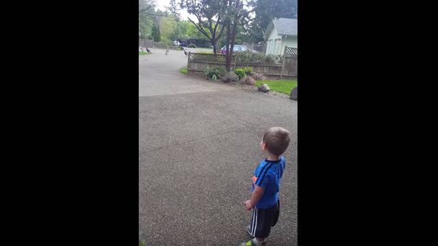 Niño habla con pavos.