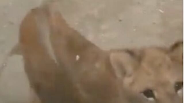 El pequeño animal continuará en posesión de sus dueños, quienes buscan comercializarlo.