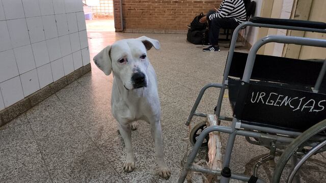 Perrita sigue a su dueña hasta el hospital