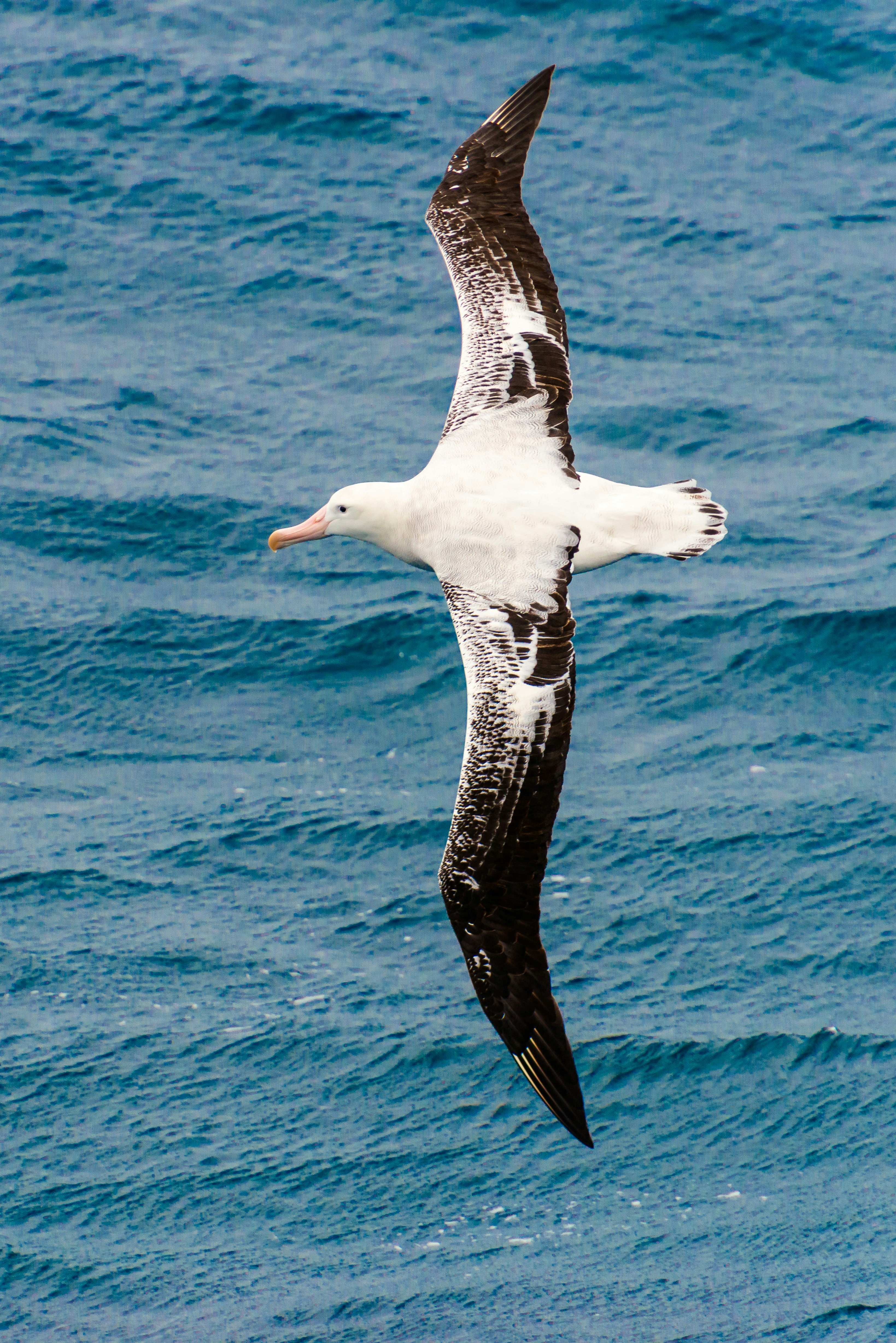 Día Mundial del Albatros