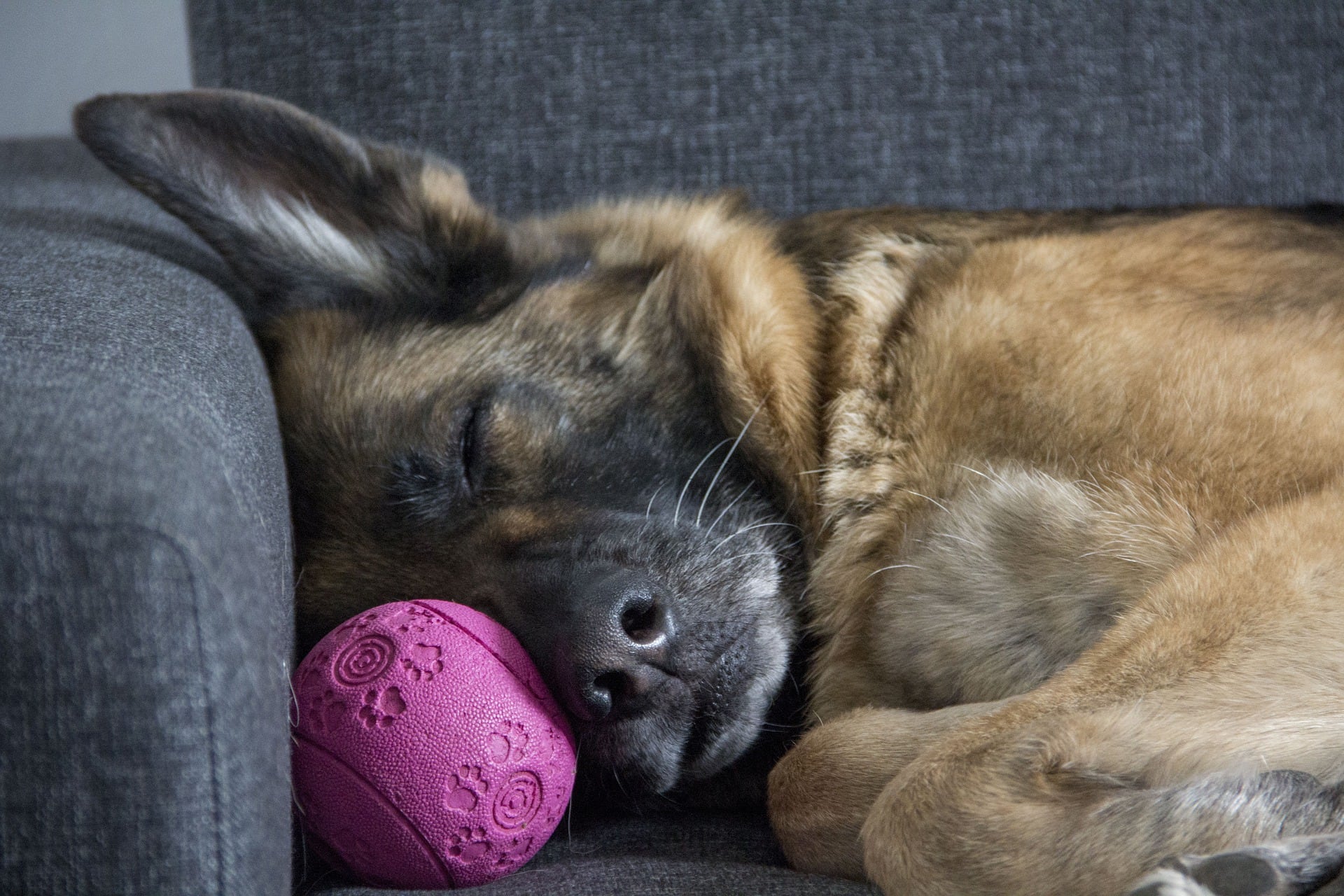 Perro dormido