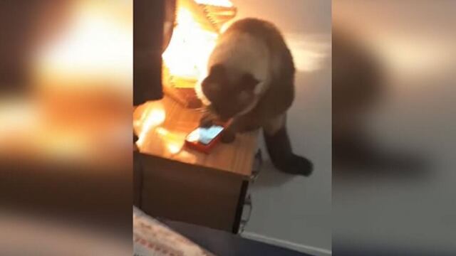 Se quedaba dormida porque su gato apagaba la alarma.