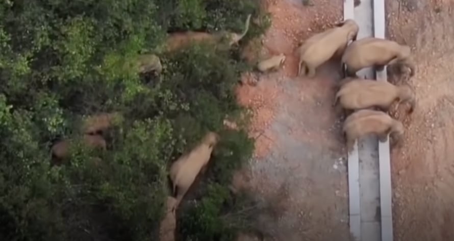 Elefantes deambulan por calles de China, en busca de comida