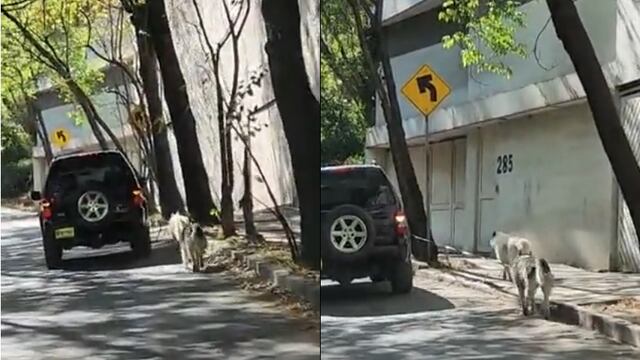 VIDEO: Perros son jalados por camioneta en Bosque de las Lomas; piden investigar maltrato animal
