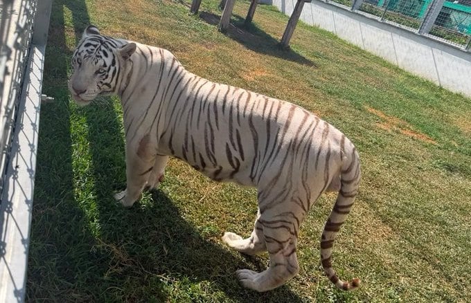 Gabinete de Seguridad asegura 130 animales exóticos en rancho de Tamaulipas