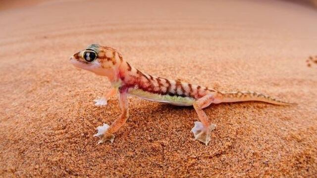 Fallece grupo de geckos que era parte de un experimento espacial.