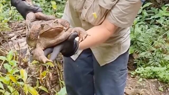Toadzilla, sapo de caña