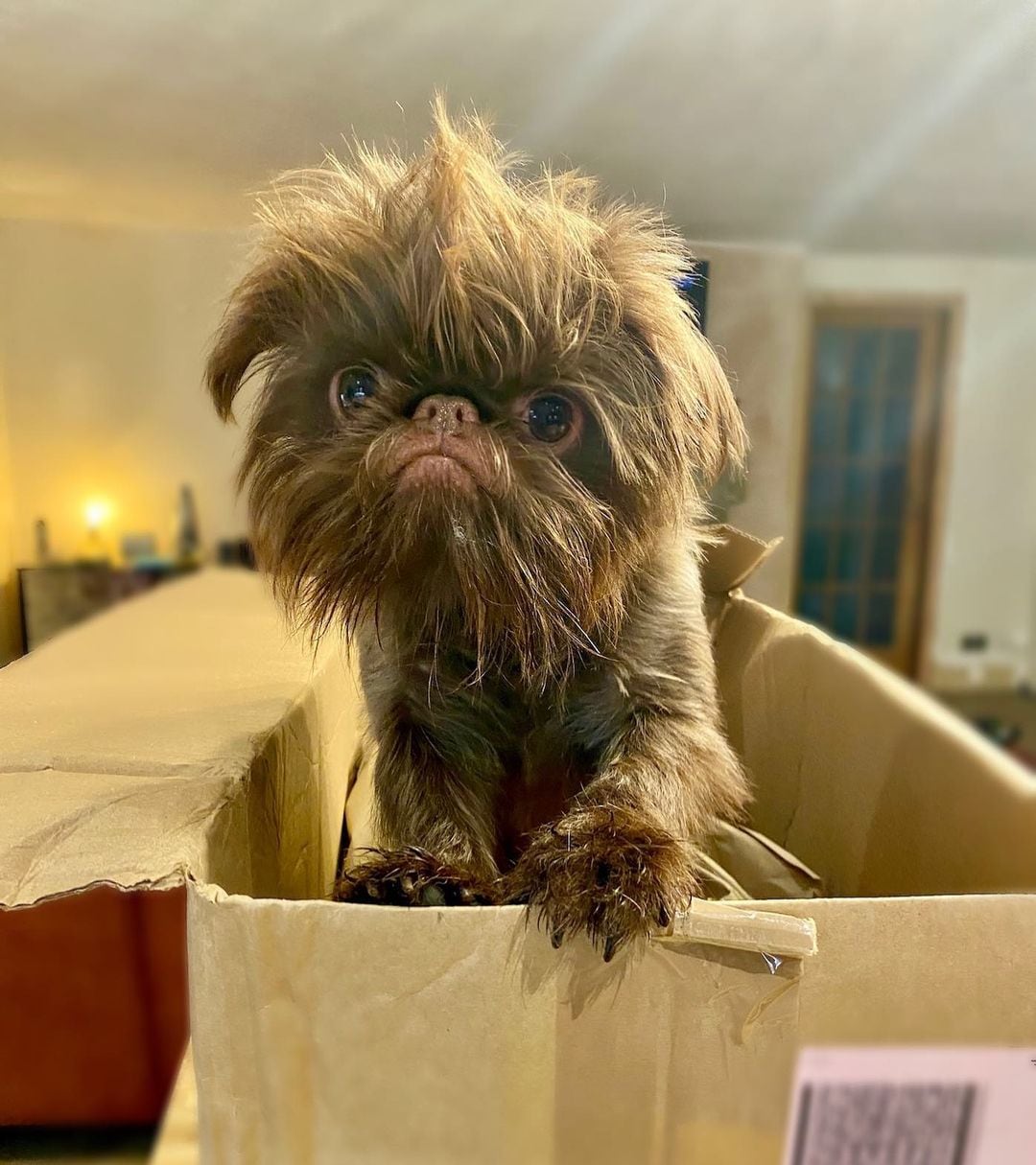 Proshka, el perrito gruñón / Stefani ('griffy.gir' en Instagram)