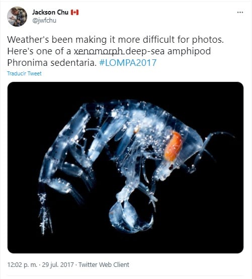 'Phronima sedentaria', animal que inspiró a las criaturas de Alien
