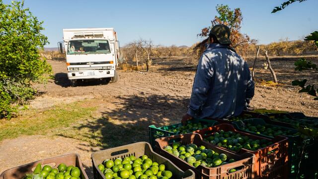 AMLO admite aumento de precio del limón por extorsiones en Michoacán