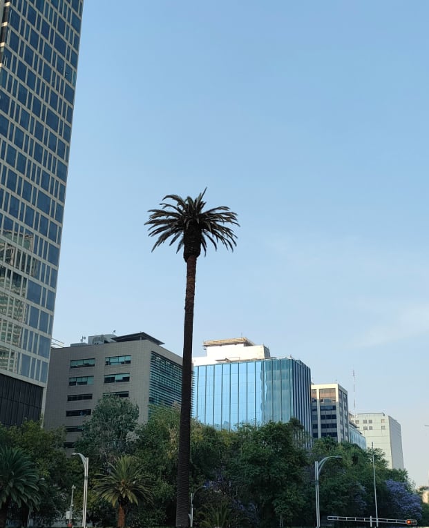 Glorieta de la Palma, 2022