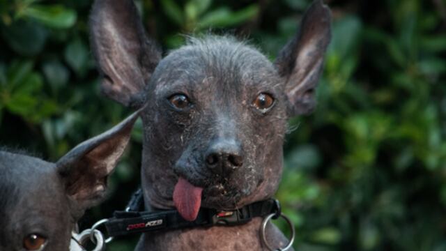 ¡Jamás los beses en el hocico!