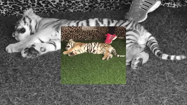 El animal era utilizado para vender a los turistas fotografías con el felino, en uno de los paseos más importantes de Cabo San Lucas.