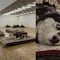 Tunden al Museo Tamayo por permitir a la artista Nina Beier usar perros reales; así es la exposición ‘Casts’