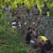 FOTOS: Cientos de migrantes hacen fila en frontera de México con Estados Unidos para pedir asilo por fin del Título 42