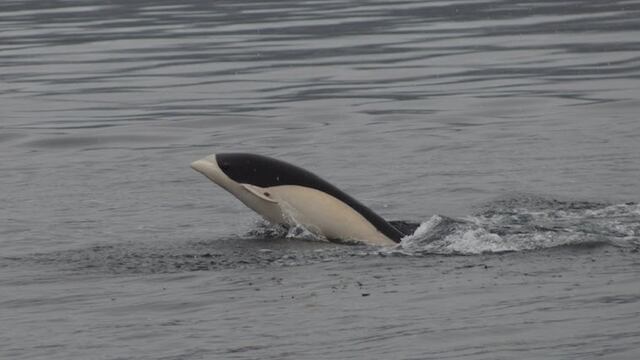 Delfín Liso en las costas de Chile.