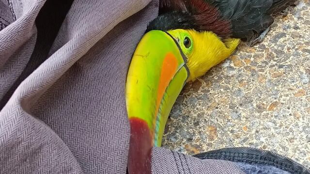 Rescatan a tucán en CDMX
