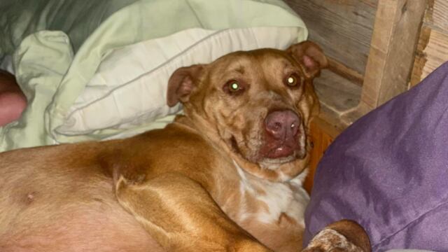 Nala, la perrita que durmió con sus vecinos