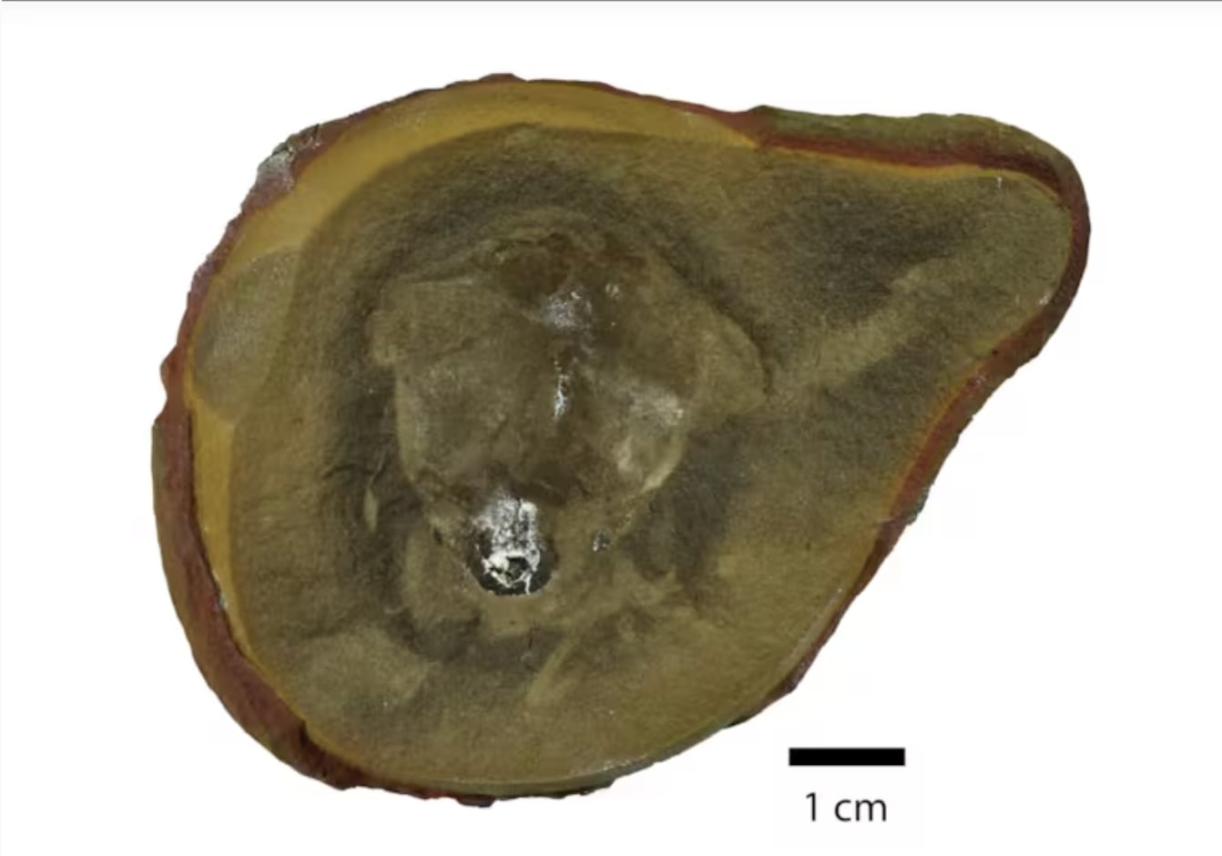 Falso fósil de pulpo