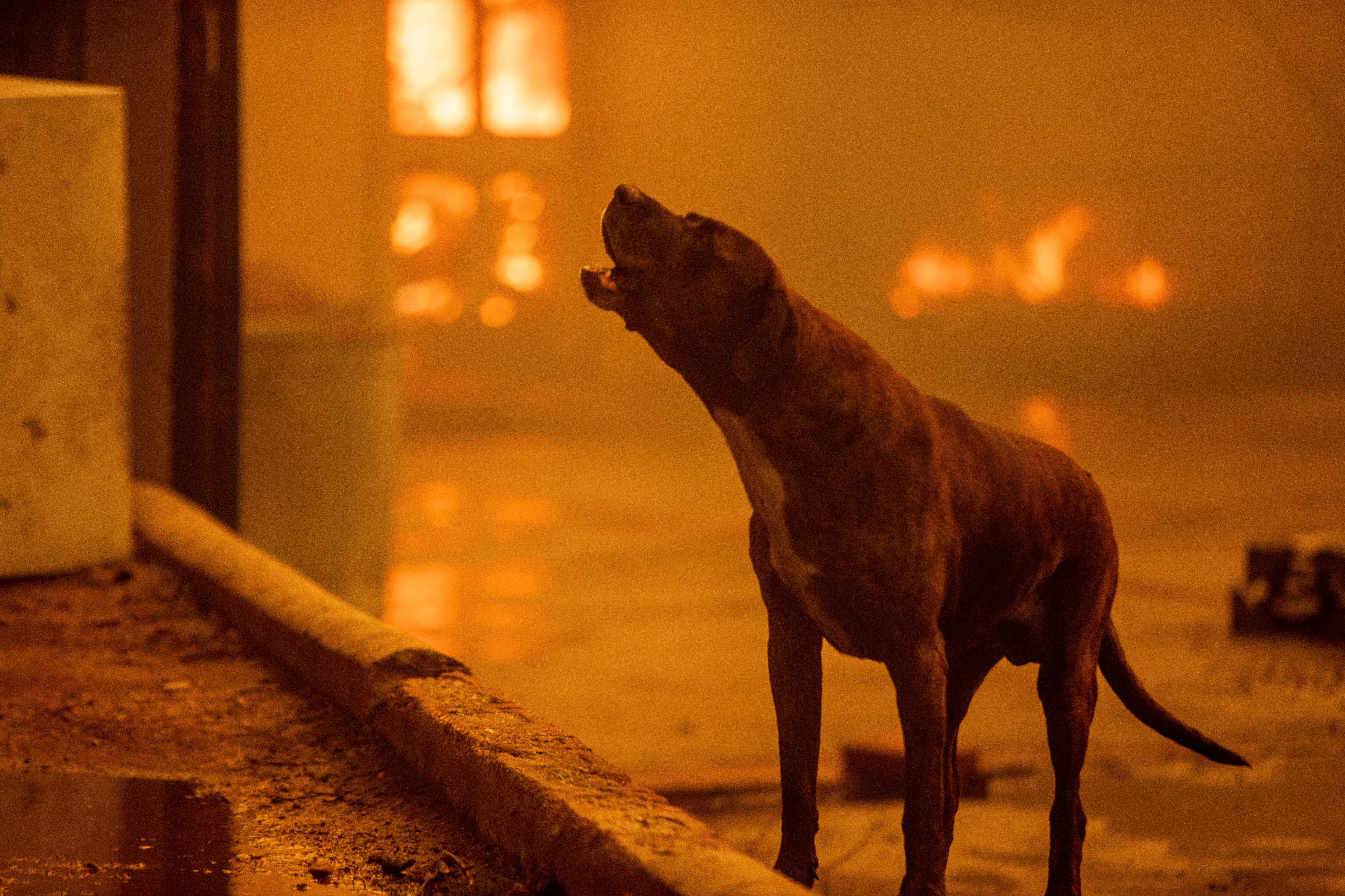 Incendios en California y Los Ángeles