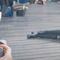 Cosplayer es arrestada por exhibicionismo
