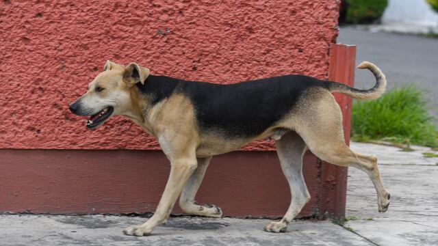 Perros asesinados en ixtapaluca (imagen de referencia)