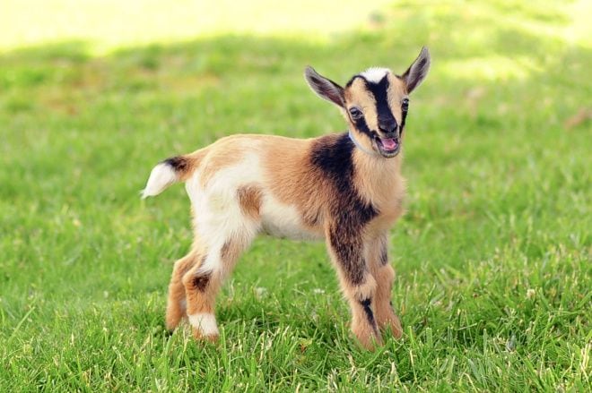 ¿El zoológico Zoochilpan de Chilpancingo cocinó a cabras pigmeas como barbacoa?