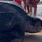 ¿Has visto a una tortuga laúd? El asombroso video que prueba lo enormes que son