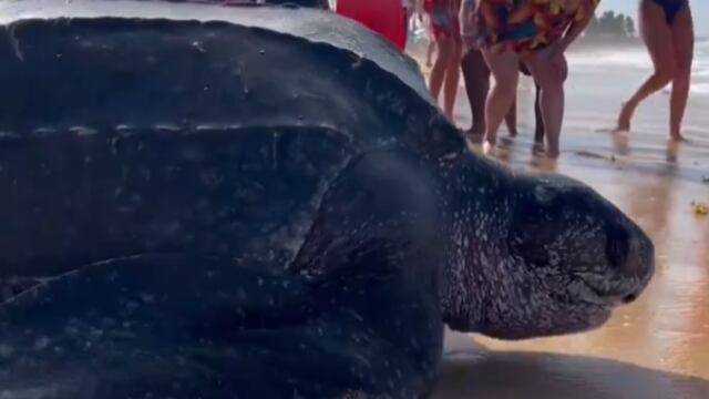 Tortuga laúd captada en video