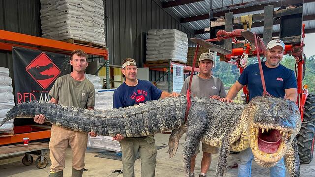 Este es el increíble tamaño de un cocodrilo gigante cazado en Misisipi