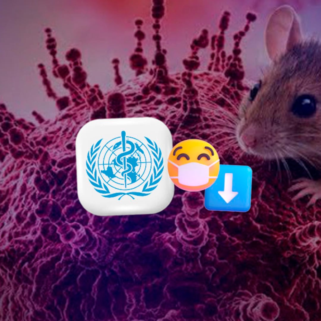 Hantavirus: OMS afirma que riesgo de contagio es bajo