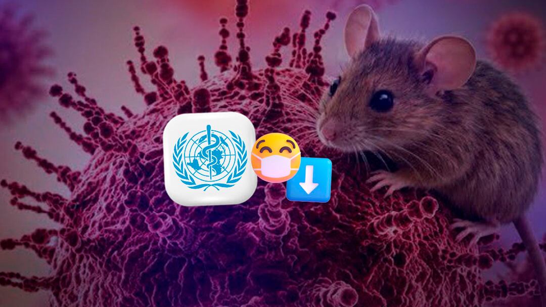 Hantavirus: OMS afirma que riesgo de contagio es bajo