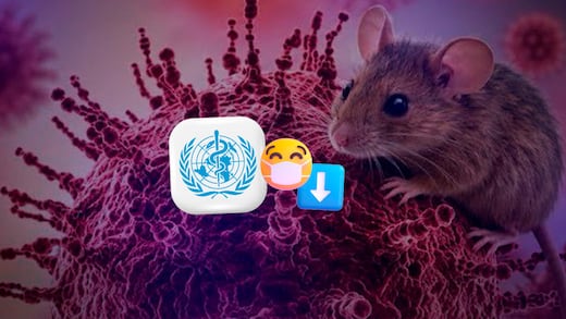 Hantavirus: OMS afirma que riesgo de contagio es bajo