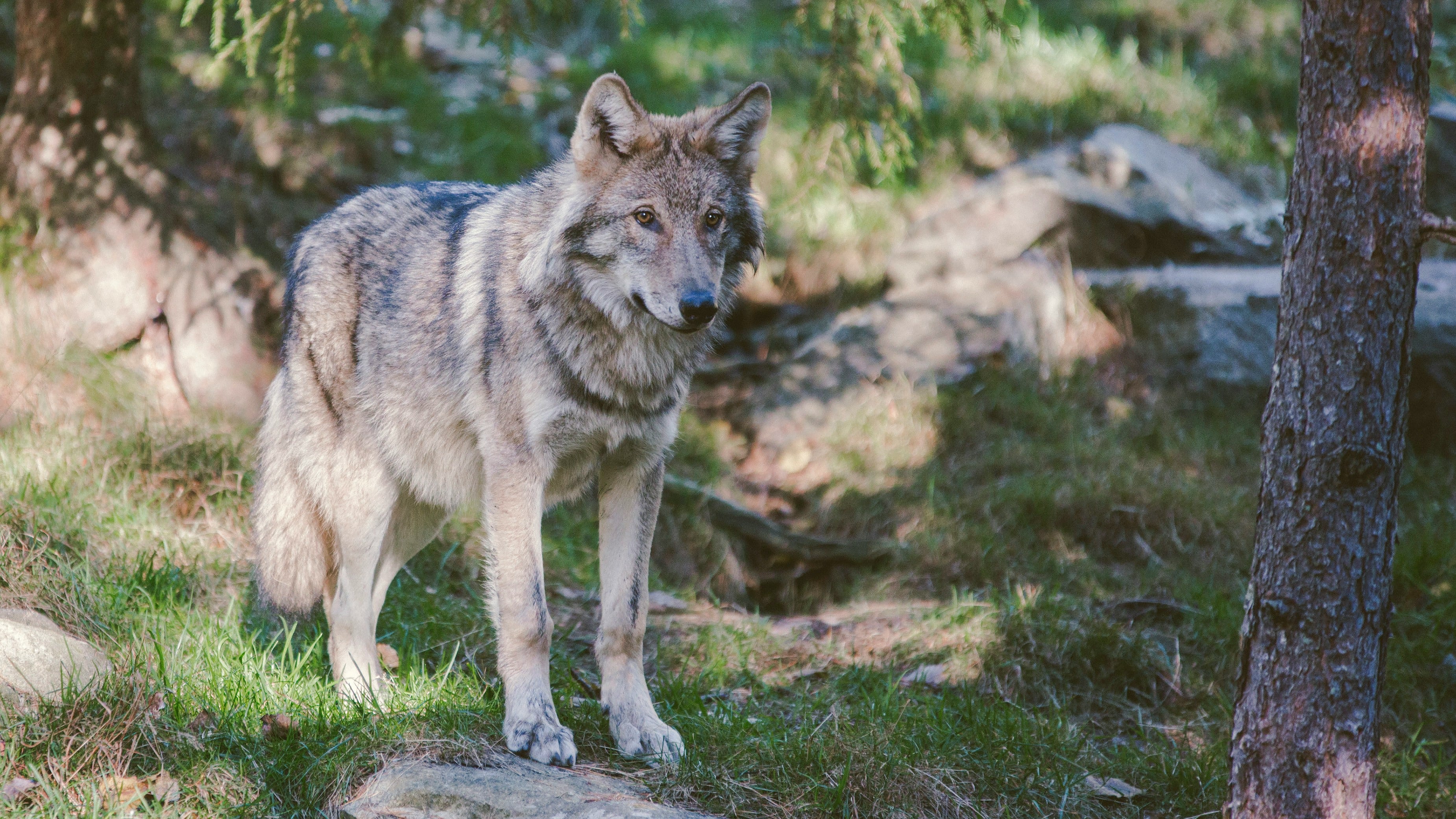 Lobo