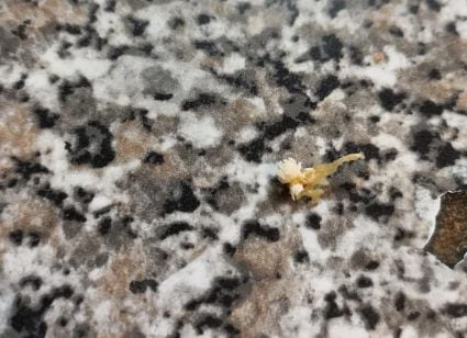 Llamen a Profeco: Encuentra huevos de mosca en su hamburguesa de McDonalds