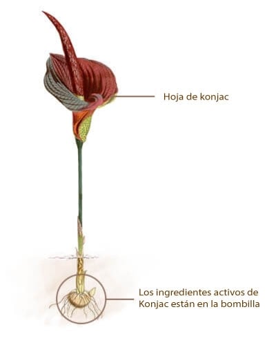 ¿Qué es el Konjac?