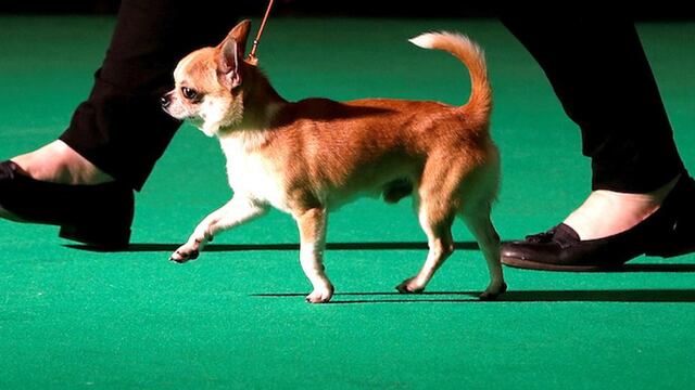 Un perro chihuahua y su entrenador.