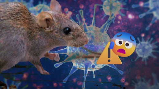 Alertan por cepa de hantavirus que podría permanecer oculta durante seis años
