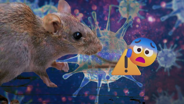 Hantavirus
