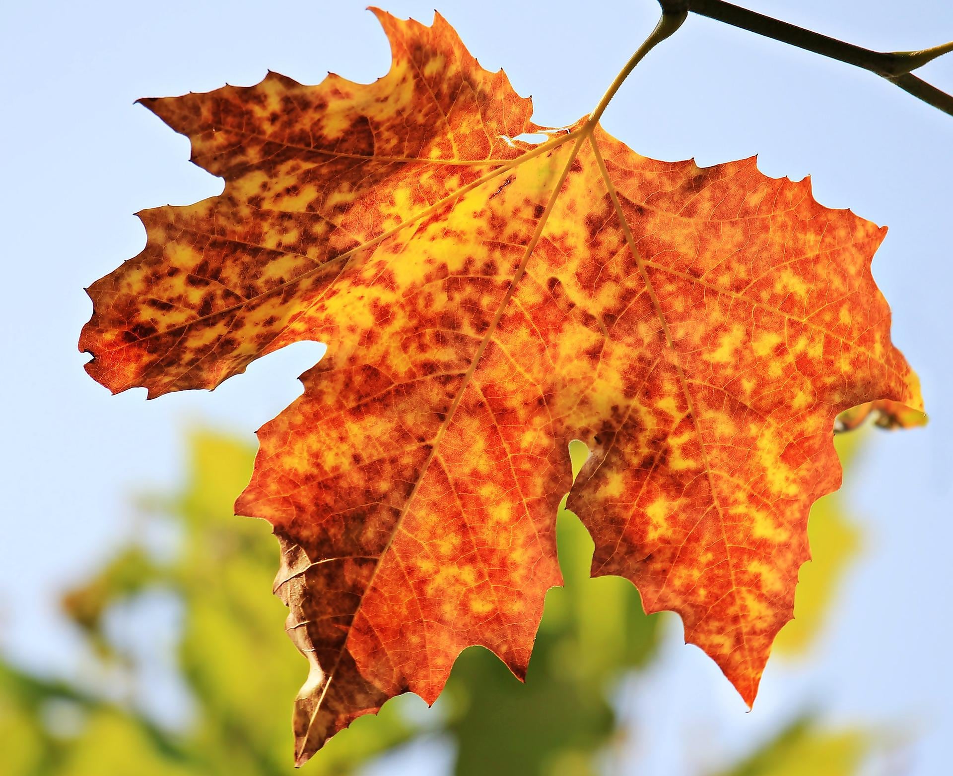Otoño