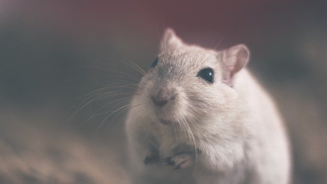 Ratón