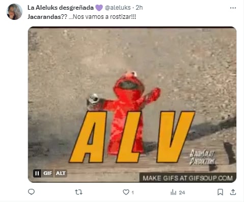 Memes de jacarandas floreciendo en enero