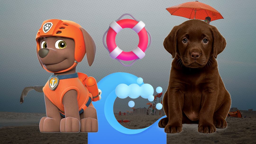 ¿Cuántos años vive un labrador como Zuma, el cachorro acuático de Paw Patrol?