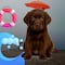 ¿Cuántos años vive un labrador como Zuma, el cachorro acuático de Paw Patrol?