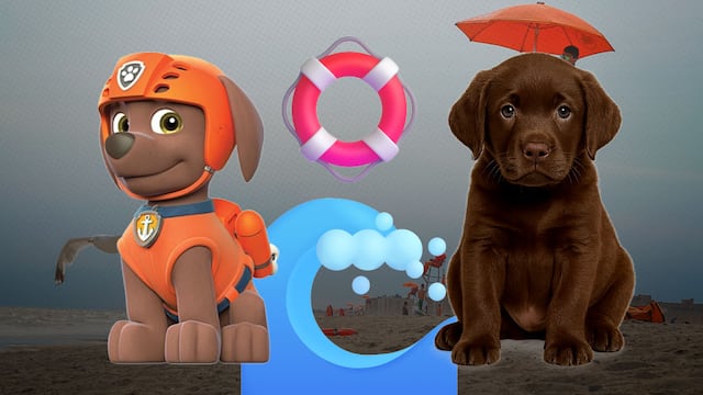 ¿Cuántos años vive un labrador como Zuma, el cachorro acuático de Paw Patrol?
