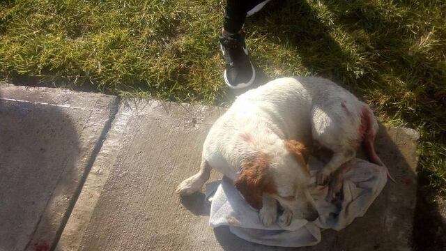 Max, perro que fue violado y apuñalado en Jalisco