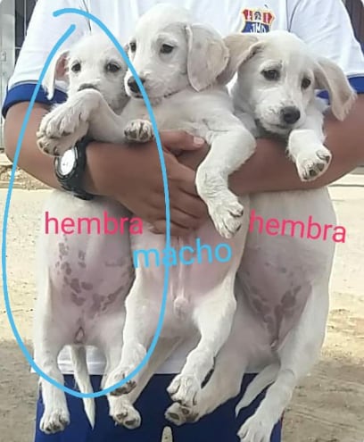 Niño salva a 3 perritos de la calle